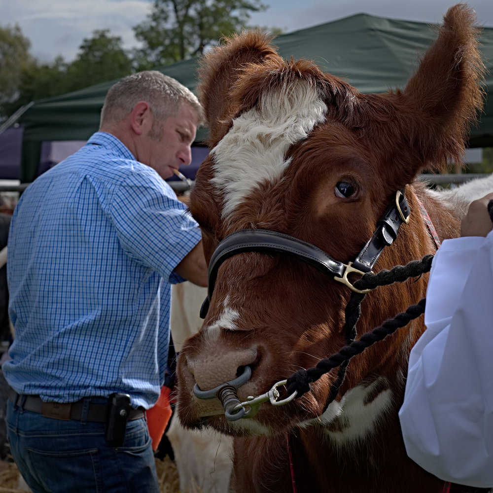 Groomed Cow, Fujifilm XF-56 mm f/1.2 R